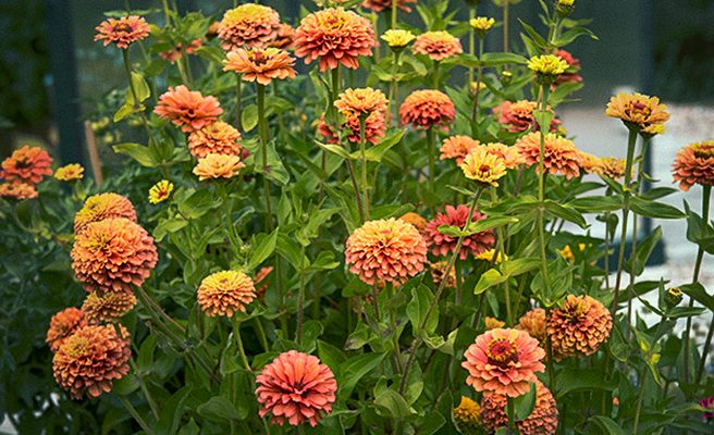 88381 Zinnia elegans Queeny Lime Orange